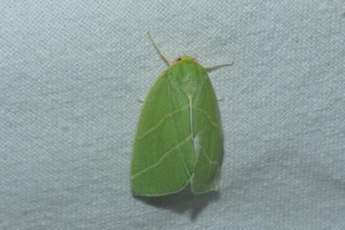 Bena bicolorana